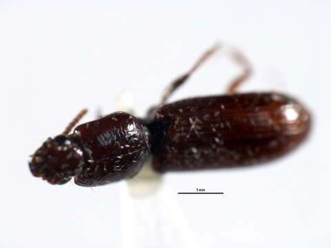 Image of Clivina (Clivina) impressefrons Le Conte 1844