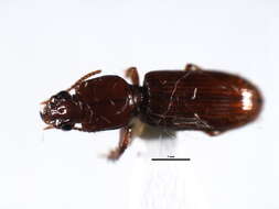 Image of Clivina (Clivina) impressefrons Le Conte 1844