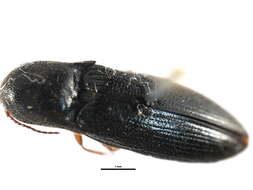 Image of <i>Agriotes avulsus</i>