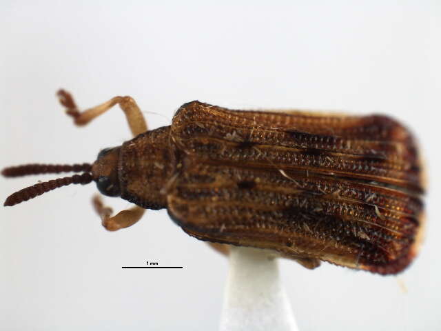 Image of Basswood Leaf Miner