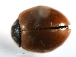 Image of Polished Lady Beetle