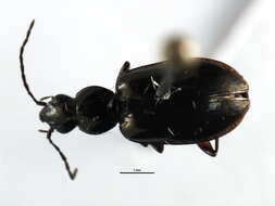 Image of Agonum (Olisares) aeruginosum Dejean 1828