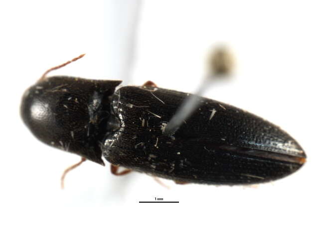 Image of <i>Agriotes avulsus</i>