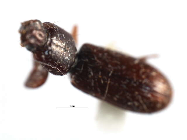 Image of Clivina (Clivina) impressefrons Le Conte 1844