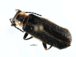 Image of <i>Podabrus intrusus</i>