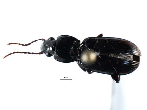 Imagem de Pterostichus (Pseudomaseus) tenuis (Casey 1924)