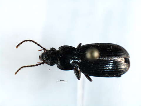 Image of Pterostichus (Pseudomaseus) tenuis (Casey 1924)