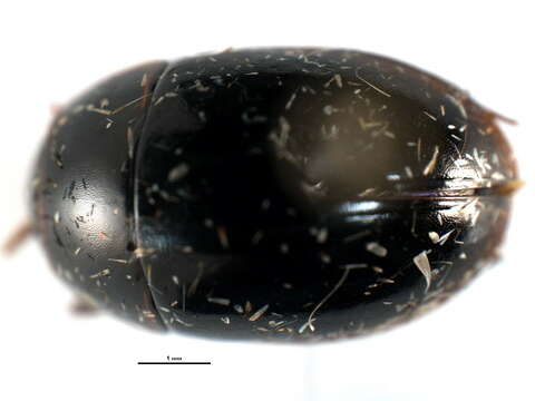 Image of Enochrus (Methydrus) consortus Green & J. W. 1946