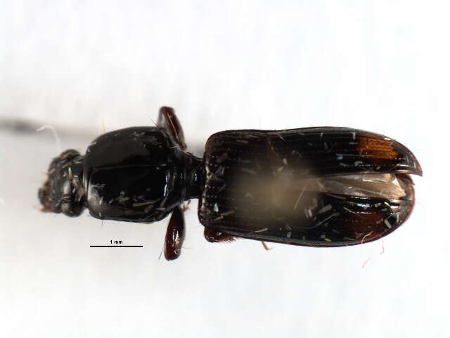 Image de Clivina (Paraclivina) bipustulata (Fabricius 1798)