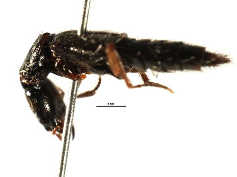 Image of Homaeotarsus pimerianus (Le Conte & J. L. 1863)