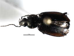 Image of Agonum (Olisares) harrisii Le Conte 1846