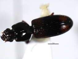 Image de Clivina (Paraclivina) bipustulata (Fabricius 1798)