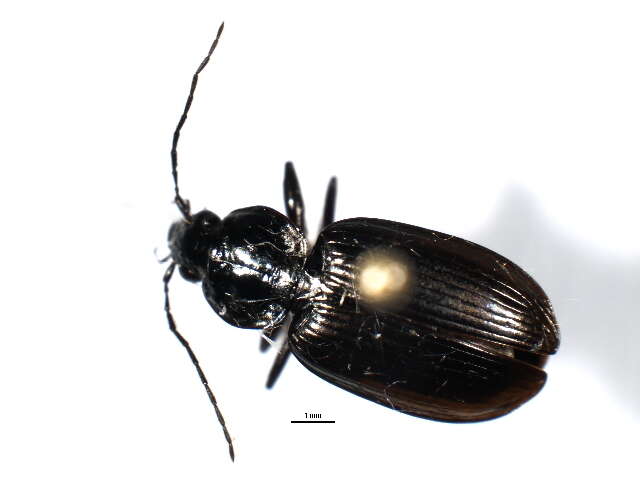 Image of Agonum (Olisares) harrisii Le Conte 1846