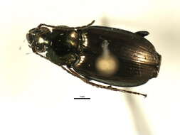 Image of Ground beetle