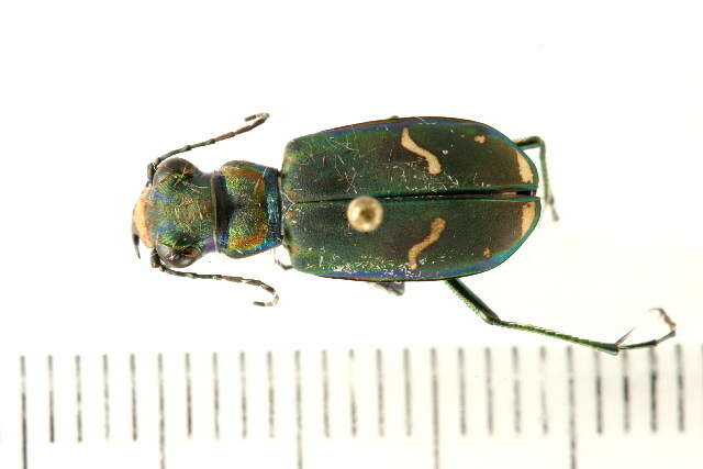 Image of Cicindela (Cicindela) purpurea purpurea A. G. Olivier 1790