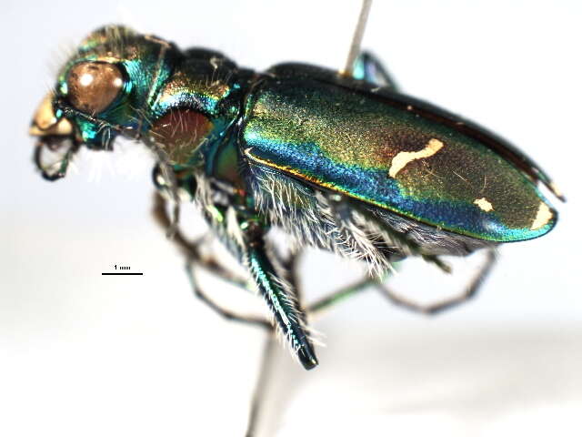 Image of Cicindela (Cicindela) purpurea purpurea A. G. Olivier 1790