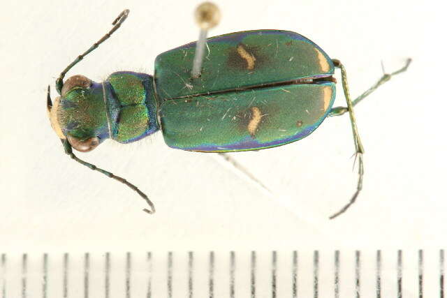 Image of Cicindela (Cicindela) purpurea purpurea A. G. Olivier 1790