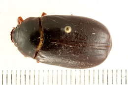 Image of Phyllophaga (Phyllophaga) drakii (Kirby 1837)