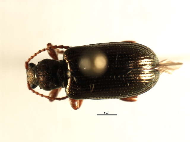 Image of Plateumaris rufa (Say 1826)