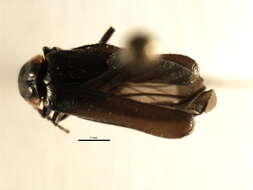 Image de <i>Cantharis tuberculata</i>