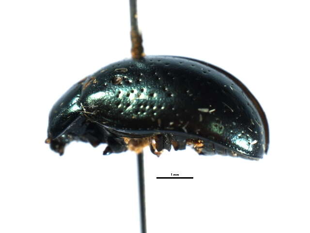 Image of Klamath Weed Beetle