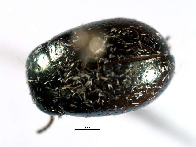 Image of Klamath Weed Beetle