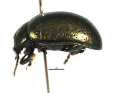 Image of Klamath Weed Beetle