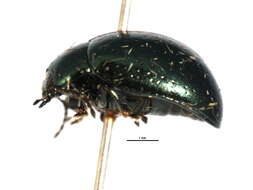 Image of Klamath Weed Beetle