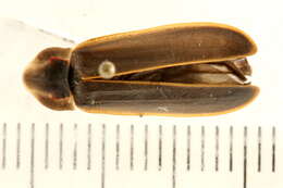 Image of Pyractomena