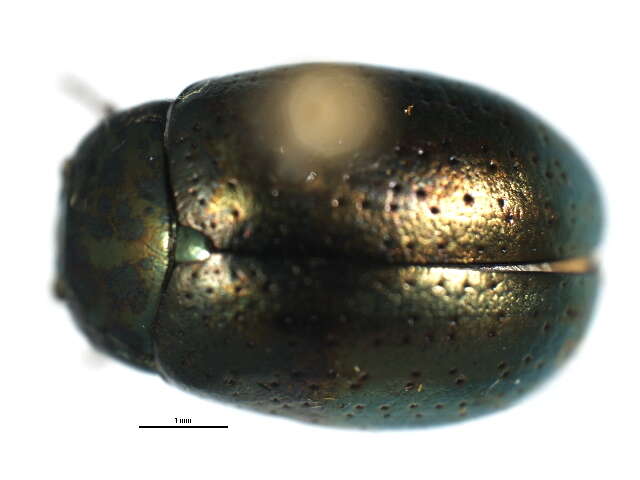 Image of Klamath Weed Beetle