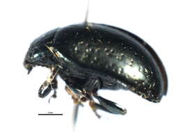 Image of Klamath Weed Beetle