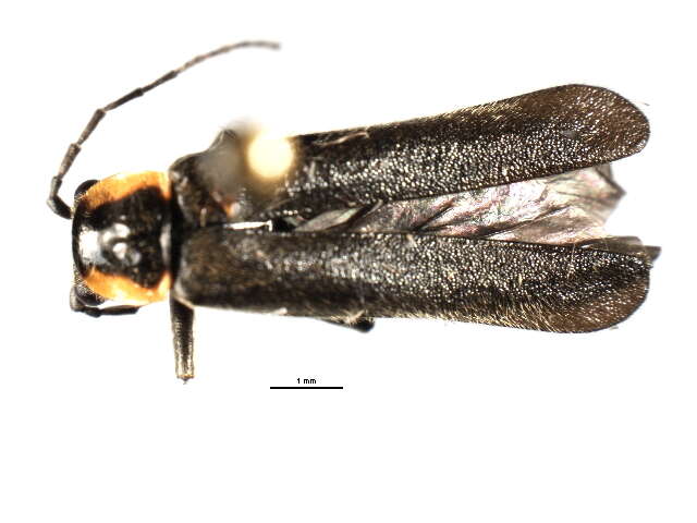 <i>Rhaxonycha bilobata</i>的圖片