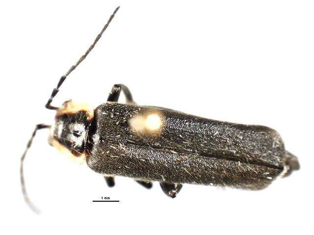 <i>Rhaxonycha bilobata</i>的圖片