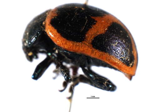 Image of Swamp Milkweed Leaf Beetle