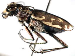 Imagem de Cicindela (Cicindela) repanda repanda Dejean 1825