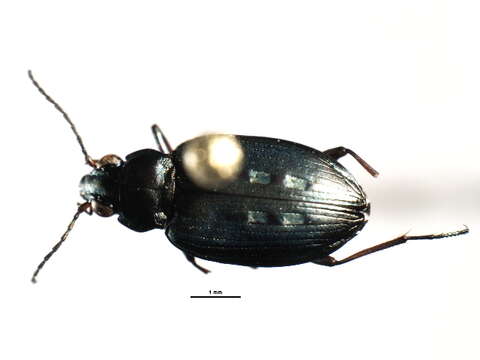 Image of Bembidion (Bracteon) carinula Chaudoir 1868