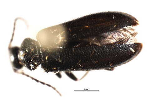 Image of <i>Pedilus elegans</i>