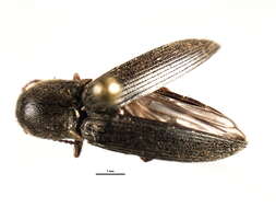 Image of <i>Agriotes pubescens</i>