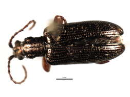 Image of Plateumaris rufa (Say 1826)