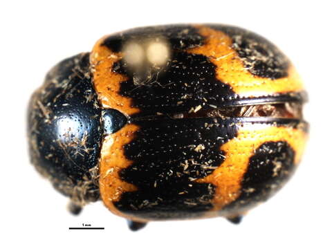 Image of Swamp Milkweed Leaf Beetle