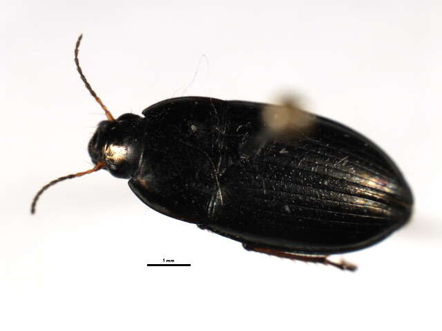 Image of common sun beetle