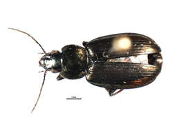 Image of Ground beetle