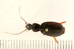 Слика од Platynus (Batenus) hypolithos (Say 1823)