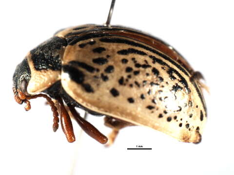 Image of Common Willow Calligrapha