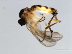 Image of <i>Leptopeza flavipes</i>