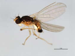 Image of anthomyzid flies