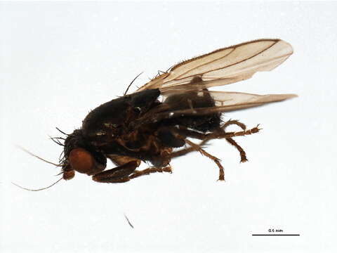 Image of Fly