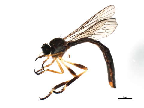 Image of Leptogaster