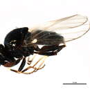 Image of Malloewia diabolus (Becker 1912)