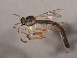 Image of Leptogaster flavipes Loew 1862